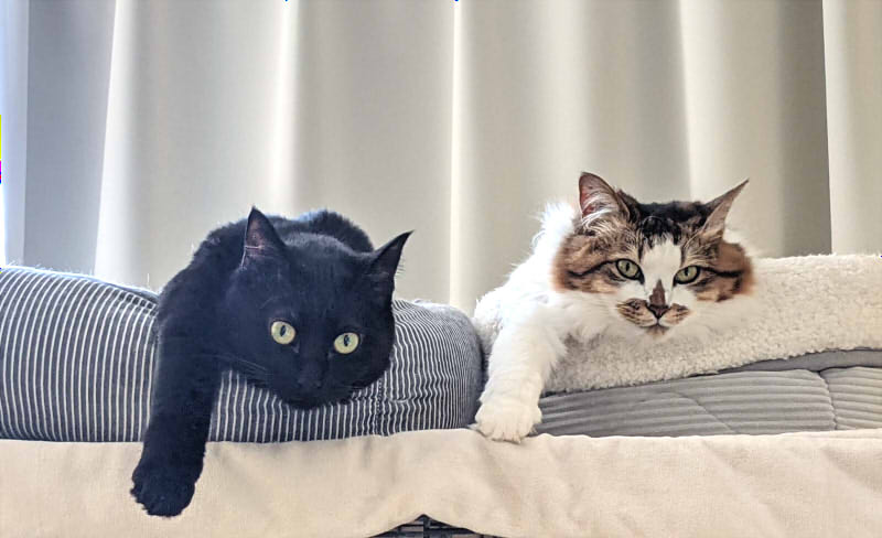 猫のおしゃんとおぽん