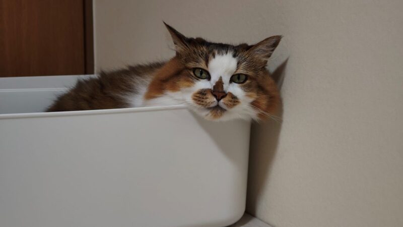 猫（Nothing Phone 3a）