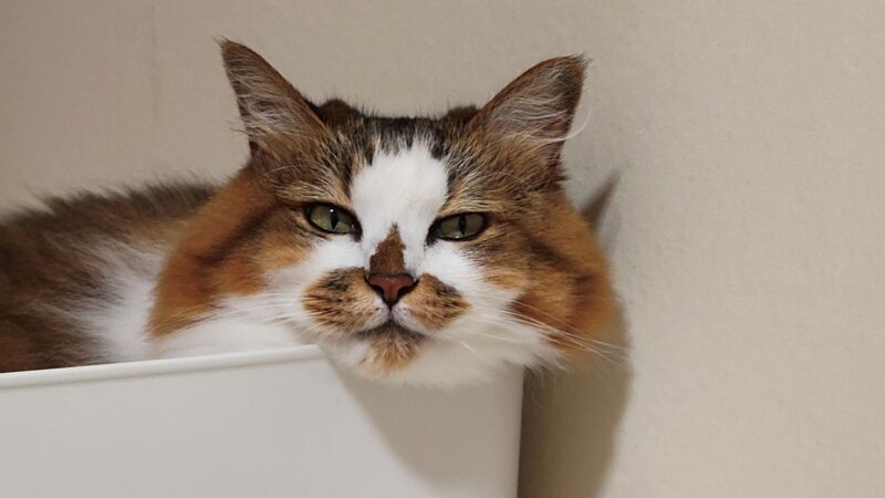 猫（Nothing Phone 3a）