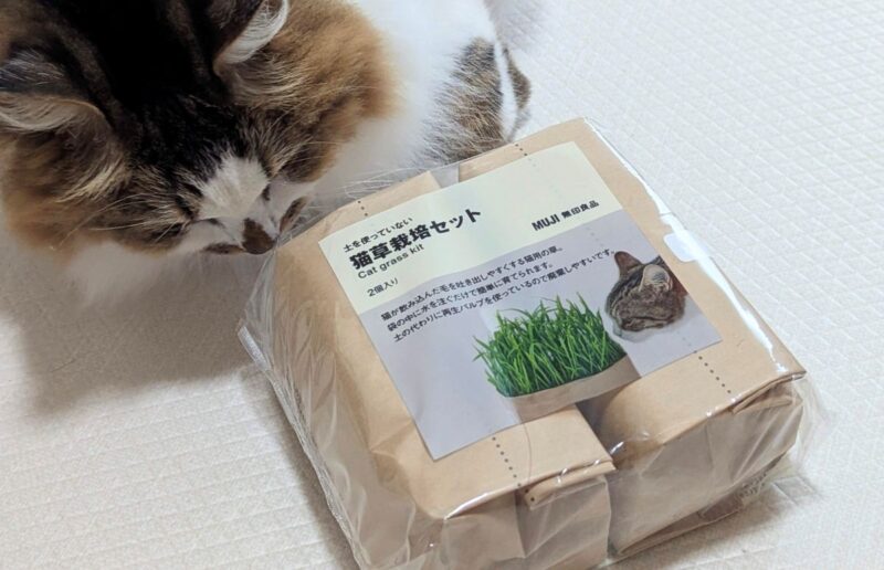 無印良品 猫草栽培セット