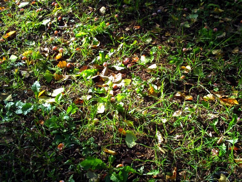 銀杏がたくさん落ちてた