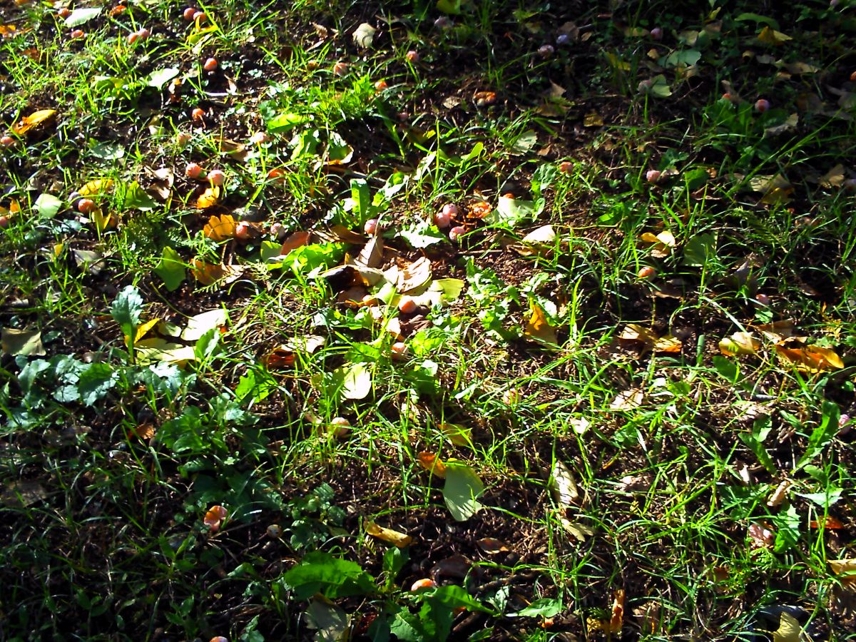 銀杏がたくさん落ちてた