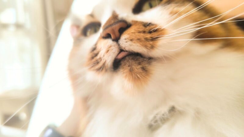 しまい忘れた猫舌