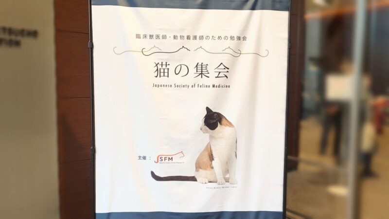 猫の集会