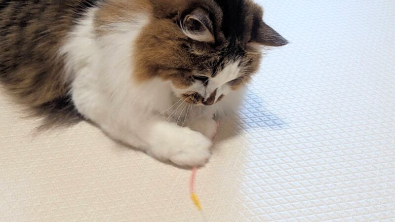 おもちゃで遊ぶおしゃん