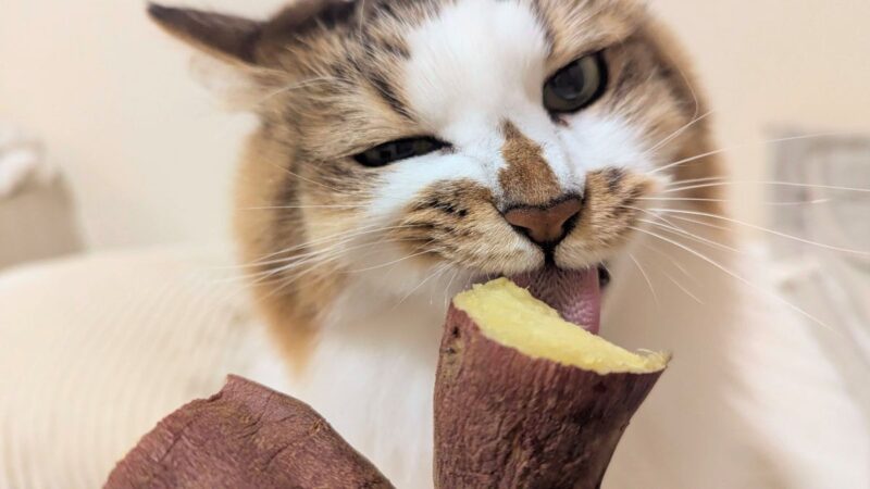 焼きいもを食べる猫